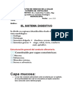 Practica Sistema Digestivo Esofago-Estomago-Intestino 2023