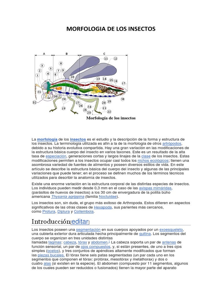 Morfología y Anatomía de Insectos | PDF | Anatomia animal | Artrópodos