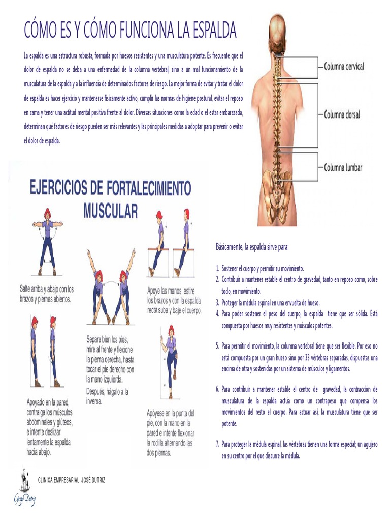 Anatomía y Función de la Espalda | PDF | Músculo esquelético | La ...