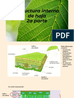 Estructura Interna de Hoja Botánica Alimentaria 2022 2a Parte