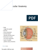 Ocular Anatomy