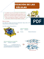 Clasificación de Las Células