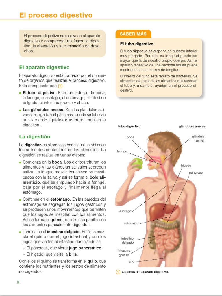Nutricion 2 Ap Digestivo 6 7 Pdf Sistema Digestivo Humano Digestión