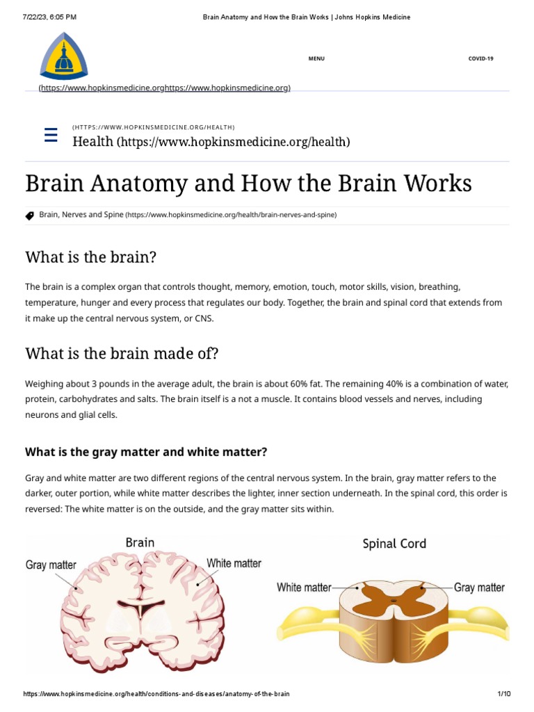 BRAIN ANATOMY AND HOW THE BRAIN WORKS JOHNS HOPKINS MEDICINE intelligence overview