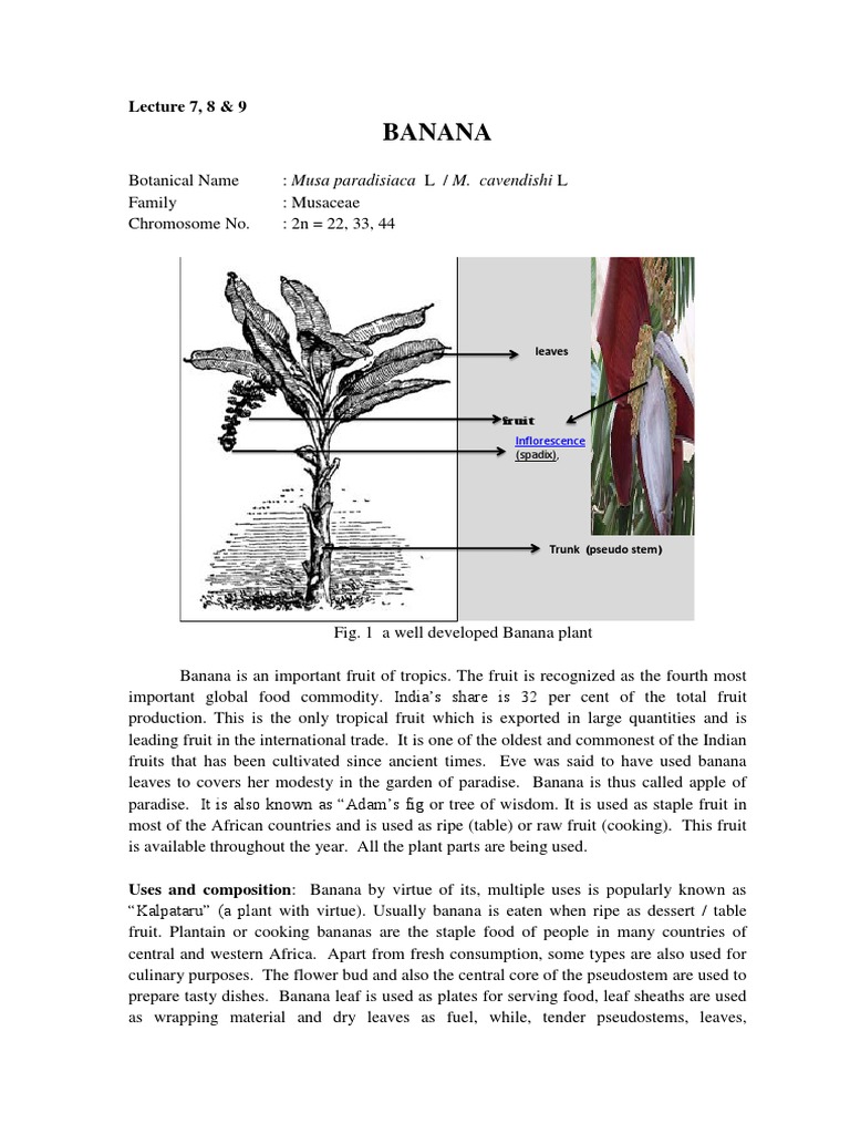 Lecture7 8 9 Banana Pdf Banana Plants