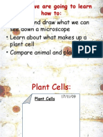 Plant Cells - Onion