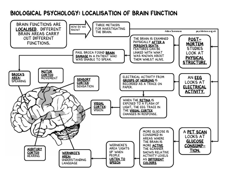 Localisation of Brain Function | PDF | Brain | Neuroscience