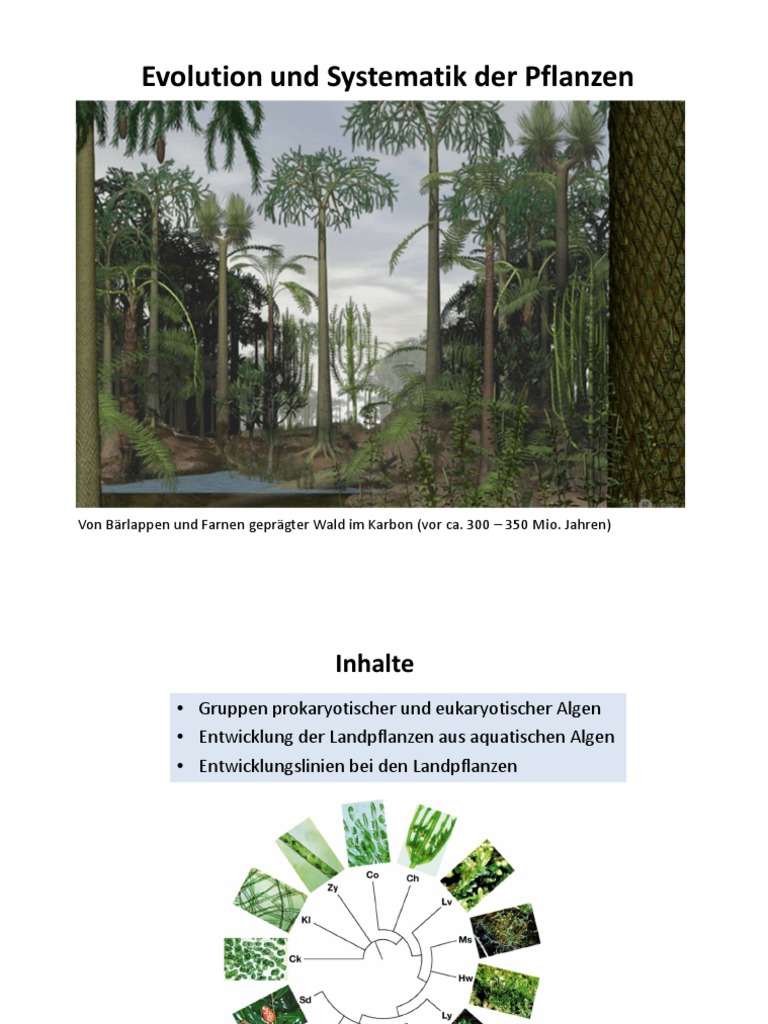 Flora03 - Evolution 1 | PDF
