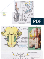 Médula Oblongada