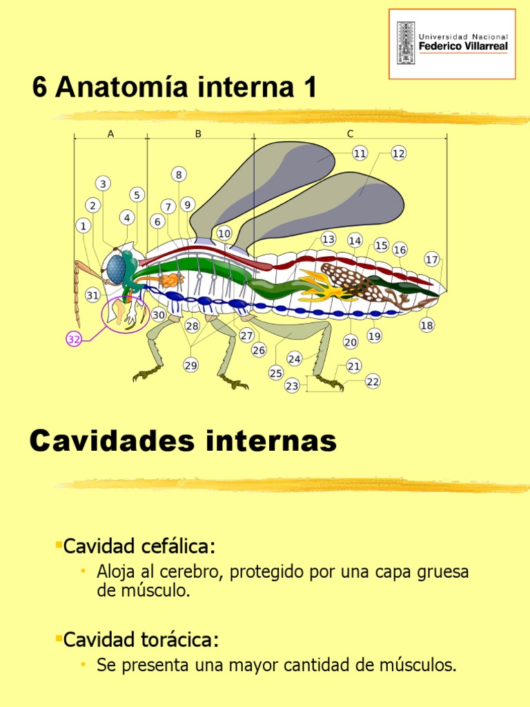 Clase 06 Entomología (Sistemas de Los Insectos 1) | PDF | Corazón