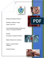 Patología Del Papiloma Humano