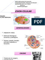 II Lesion Celular