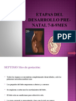 Etapas Del Desarrollo Pre Natal