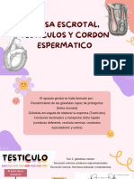 Bolsa Escrotal, Testiculos y Cordon Espermatico