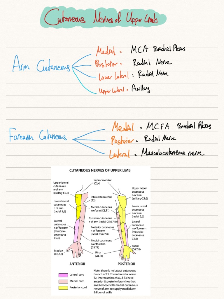 Upper Arm Anatomy PDF