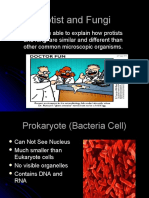 Protist and Fungi