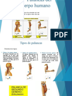 Palancas Del Cuerpo Humano