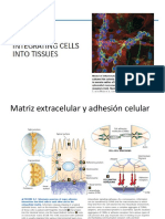 10 - Matriz Extracelular y Adhesión Celular 2020
