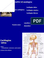 2021 Farmacia Istologia 4 Connettivo Di Sostegno 9 Marzo