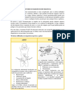 Estudio Ecográficos Perros y Gatos