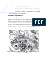 Estructura Del Glomerulo