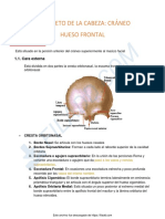 Esqueleto de La Cabeza - Frontal