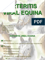 Arteritis Viral Equina