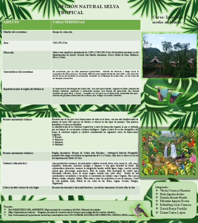 Ecosistema del Bosque de Colina Alta | PDF | Los bosques | Entorno natural