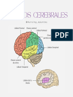 Lóbulos Cerebrales