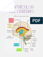 Ventriculos Del Cerebro