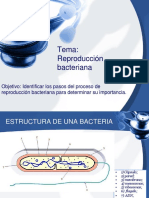 1-2-E - Reproducción de Las Bacterias