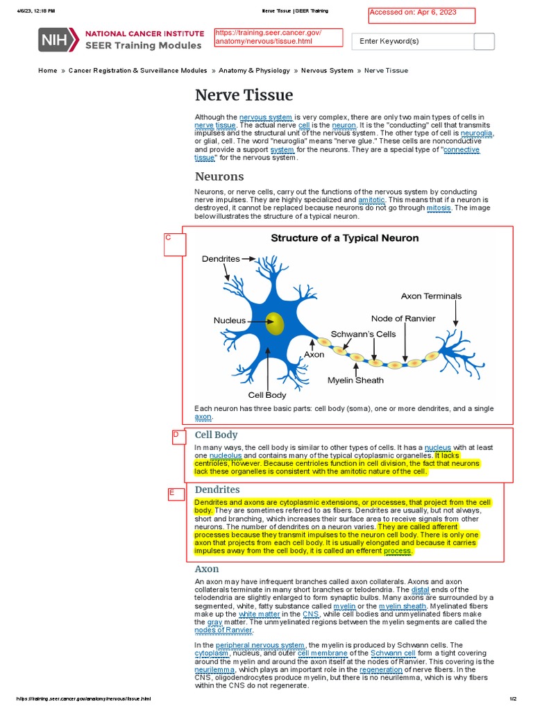 seer-2023-nervetissue-pdf-axon-myelin