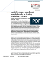 Penicillin Causes Non Allergic Anaphylaxis by Activating The Contact System