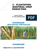 Sugar Cane Production Presentation