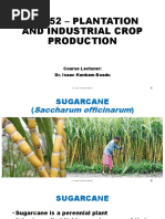 Sugarcane Growth Stages Explained | PDF | Sugarcane | Horticulture