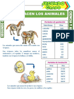 Como Nacen Los Animales para Segundo Grado de Primaria