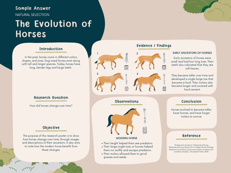 Evolution of Horses Over Time | PDF | Horses