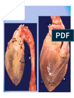 Patologia Cardiaca