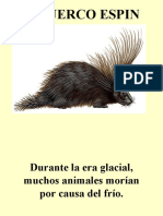 El Puerco Espin