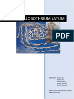 D. Latum Informe