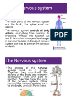 Students NERVOUS SYSTEM