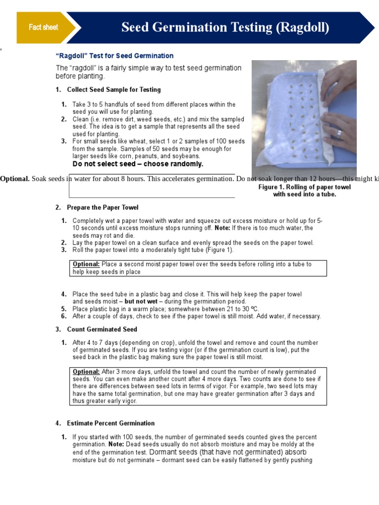 Ragdoll Method for Seed Germination | PDF | Seed | Germination