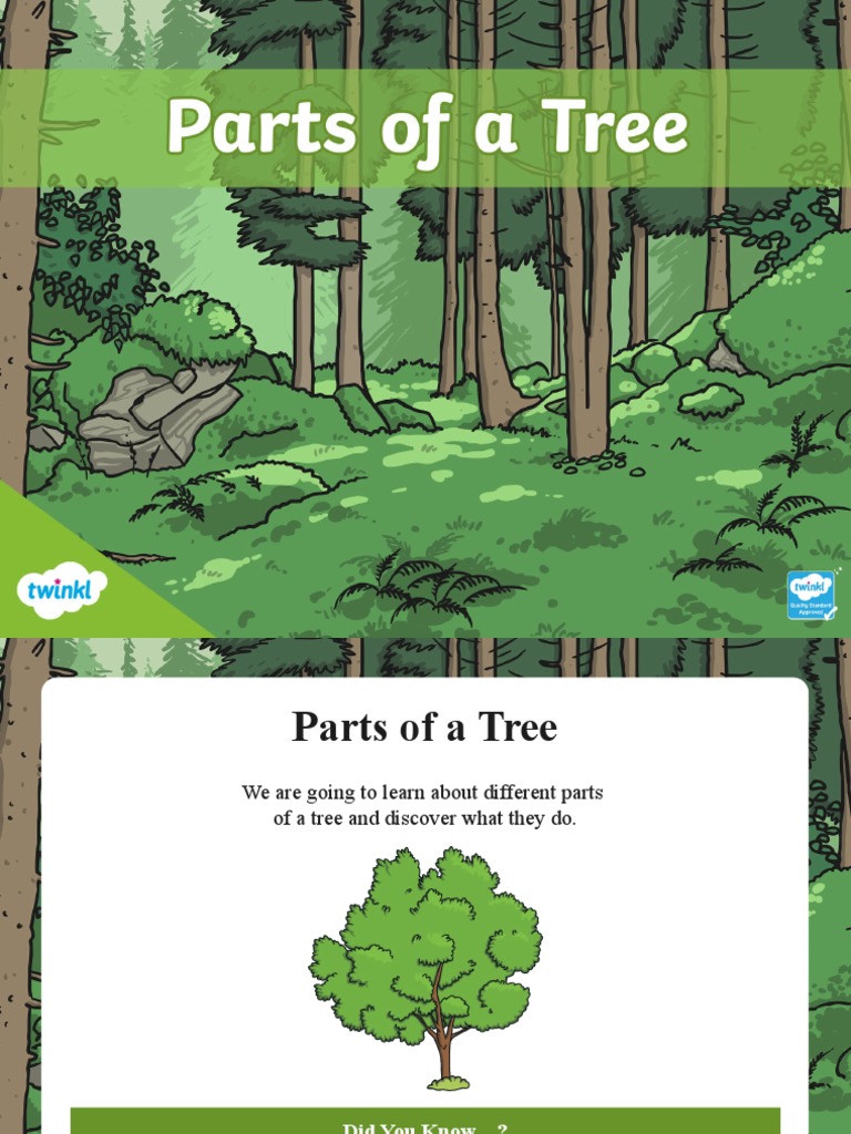 T SC 1652776914 Parts of A Tree Information Powerpoint - Ver - 1 | PDF