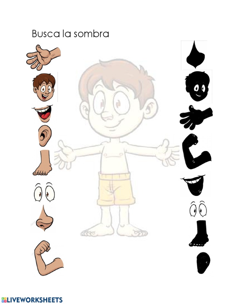 Partes Del Cuerpo | PDF