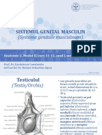 Curs - 11 - 12 - Genital Masculin