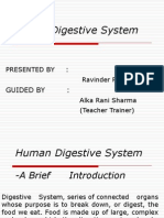 Human Digestive System