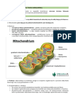 3.5 Mitochondria I Plastydyd. Teoria Endosymbiozy