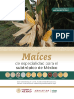 Maíces de Especialidad para El Subtrópico de México