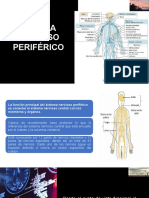 Clase 5 Neuroanatomia