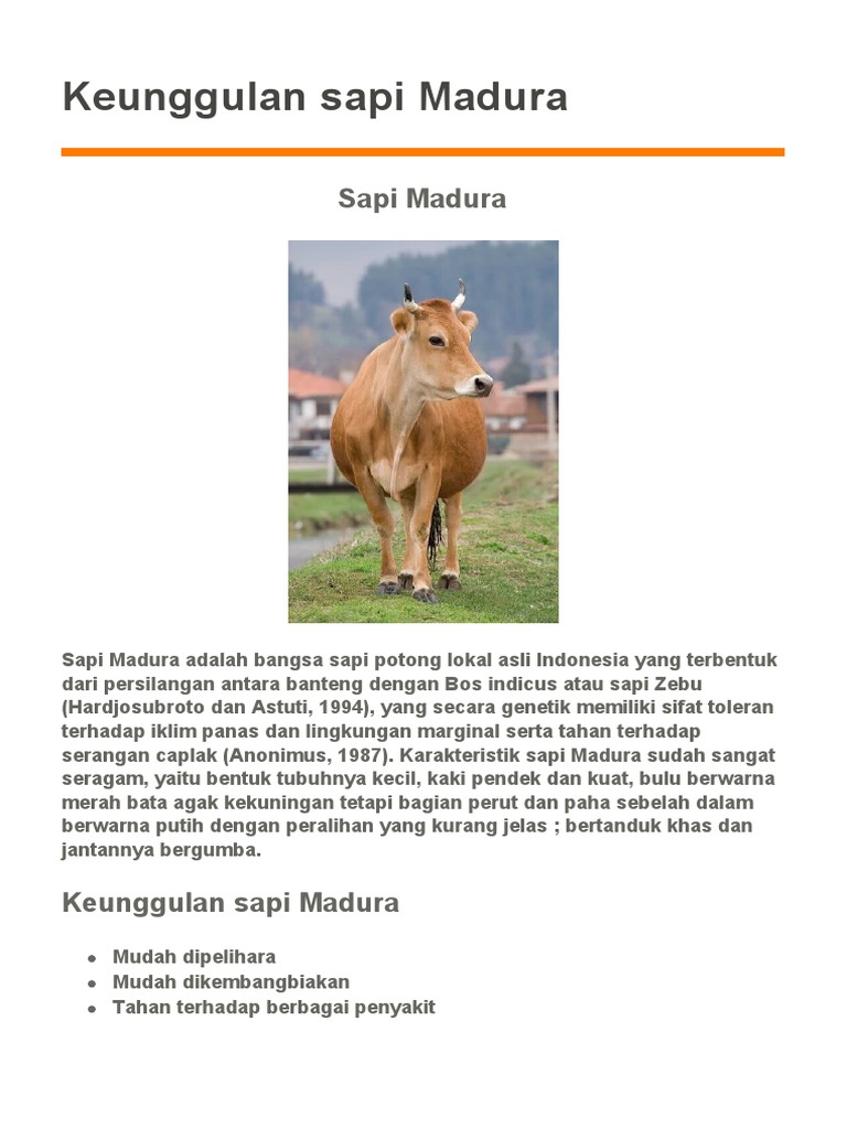 Keunggulan Sapi Madura Lokal | PDF | Griya & Taman | Sains & Matematika